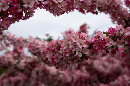 cherryblossoms.jpg