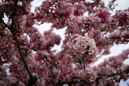 cherryblossoms2.jpg