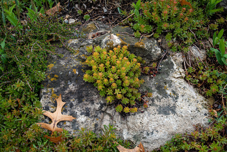 moss.jpg