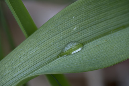 leaf_pyramid_smoothing6.jpg