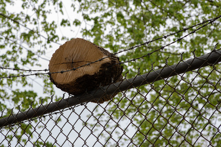 barbedwire.jpg