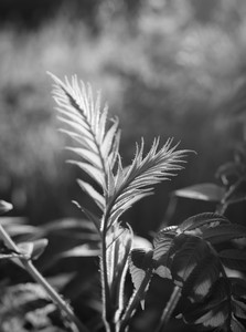 55macro.jpg