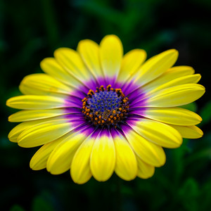 90mmbokeh.jpg