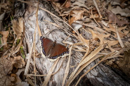 MourningCloak.jpg