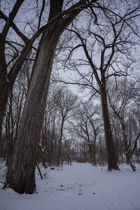 WoodsWalk01.jpg
