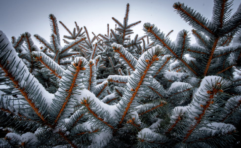 bluespruce.jpg