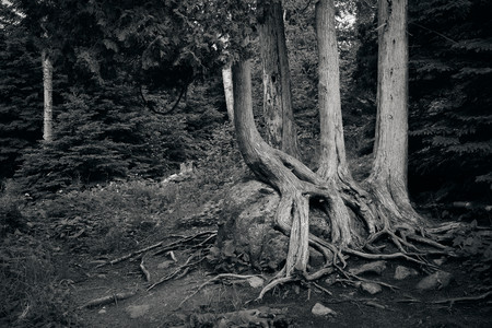 bouldertree.jpg