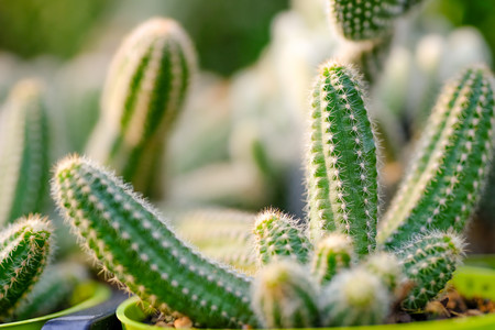 cacti.jpg