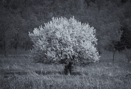 cherrytree.jpg