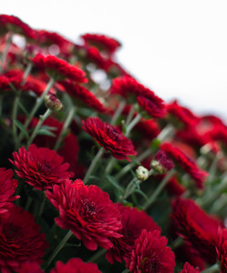 chrysanthemums.jpg