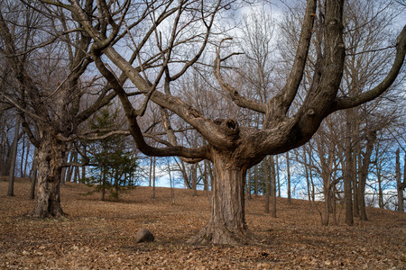 climbingtree.jpg