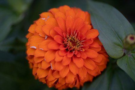 flower-voigtlander.jpg