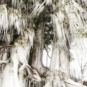 icicletree.jpg