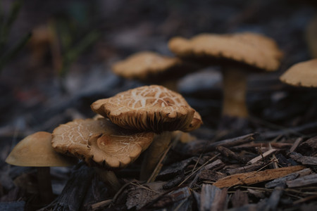 lakefrontmushrooms.jpg