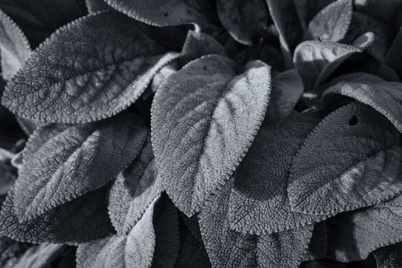 leaftexture.jpg