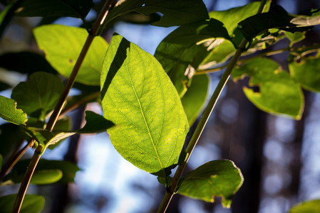leafveins.jpg
