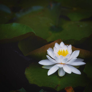 lilypad.jpg