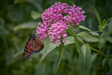 monarch.jpg