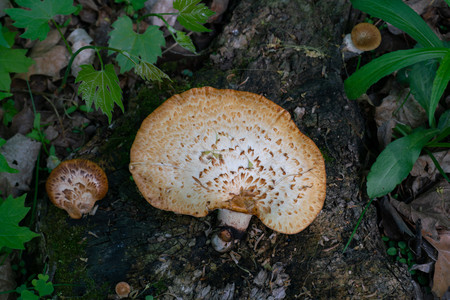 mushrooms.jpg