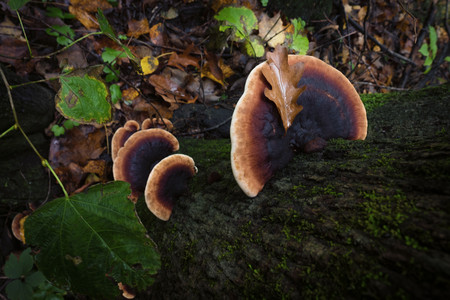 nerstrandmushrooms.jpg