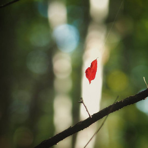 redleaf.jpg