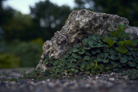 rosegarden01.jpg