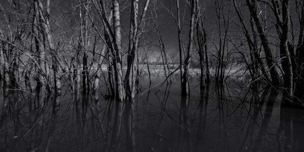 rosemountswamp.jpg