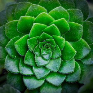 succulentspiral.jpg