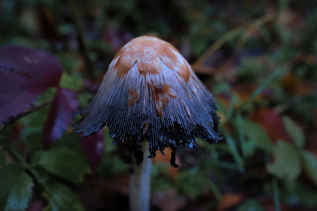 vividmushroom.jpg