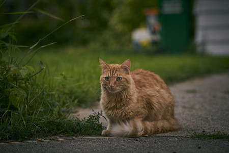 Marmalade01.jpg
