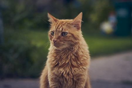Marmalade02.jpg
