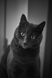 foxportrait.jpg