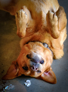 greenhousepuppy.jpg