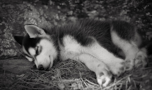 husky.jpg