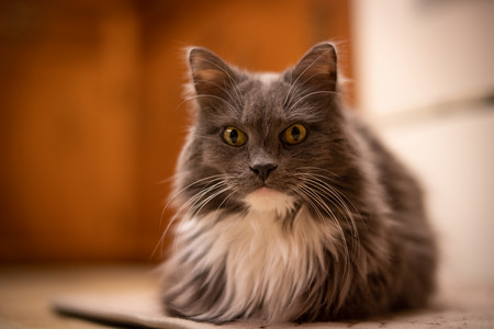 itsacat.jpg