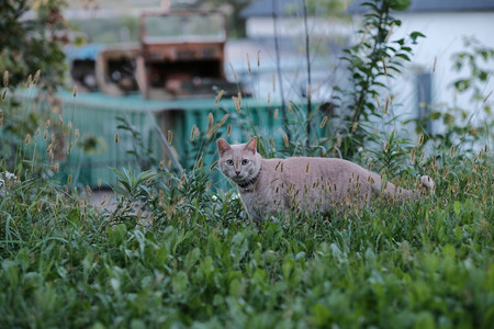junkyardcat.jpg