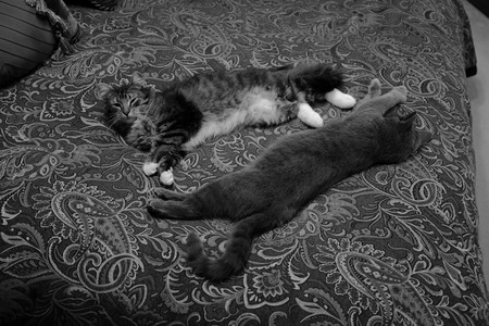 kitties.jpg