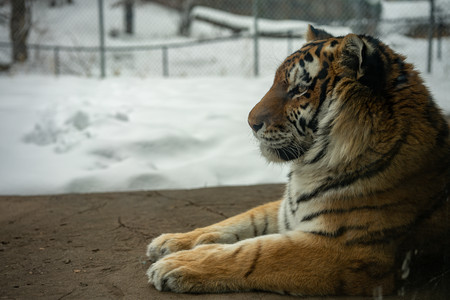 AmurTiger20200125.jpg