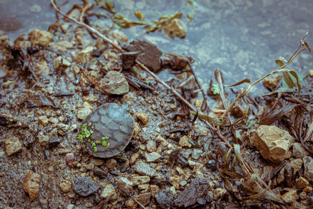 PaintedTurtle.jpg