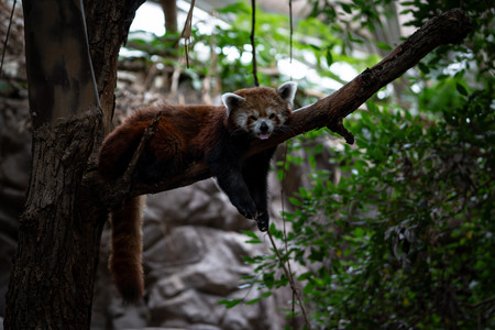 RedPanda20200125.jpg