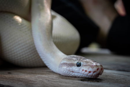 Snake.jpg