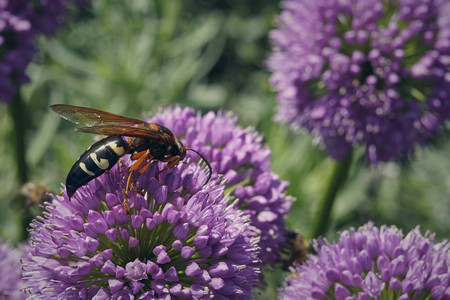 Sphecius-speciosus.jpg