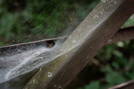 SpiderBoi02.jpg