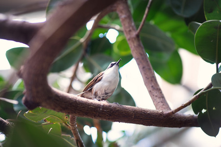 anotherbird.jpg