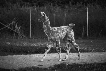 babyllama.jpg