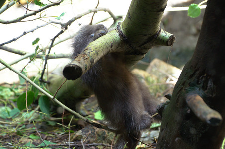 babyporcupine.jpg