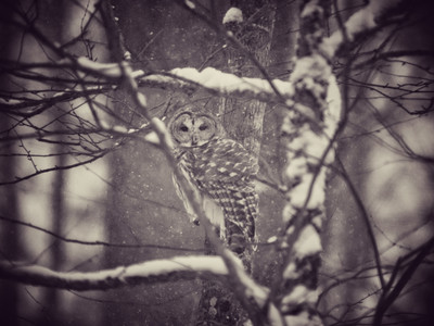 barredowl01.jpg
