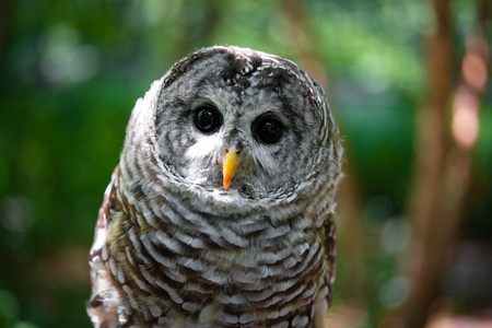barredowl02.jpg