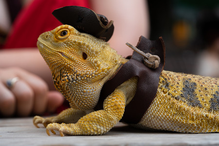 beardeddragon.jpg