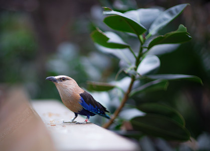 bird-2.jpg